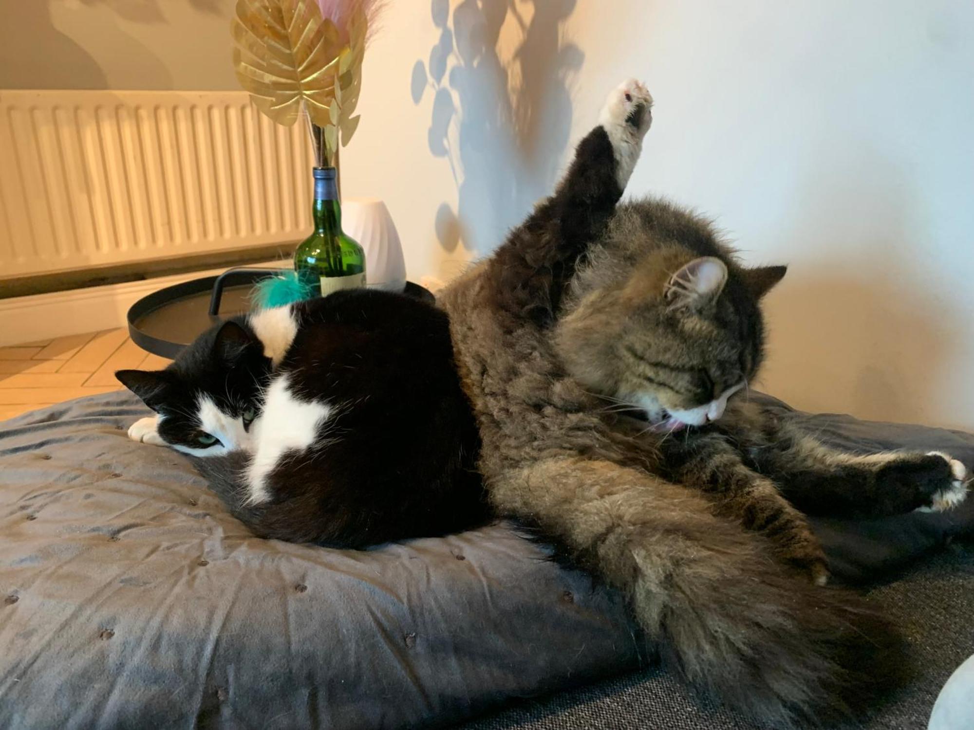 Wake Up With 2 Cats On Your Face Dublin Exterior photo